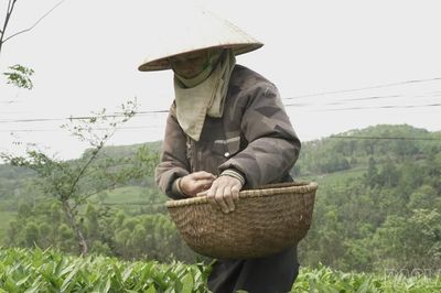 Lào Cai có 37 mã số vùng trồng, hơn 1.100 ha