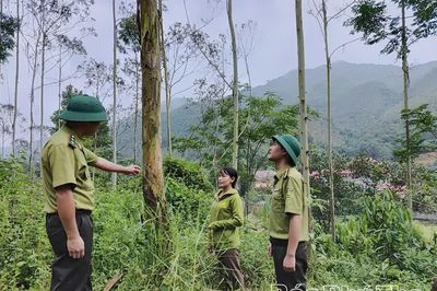 Nâng cao hiệu quả kinh tế rừng