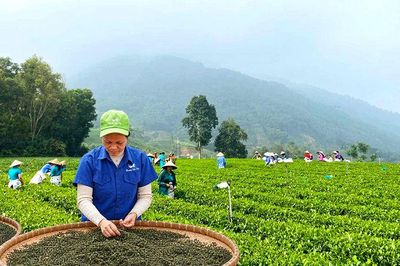 Kinh tế tập thể hỗ trợ kinh tế tư nhân