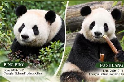 Trung Quốc gửi cặp 'Đại sứ' gấu trúc tới Mỹ
