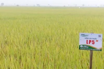 Hà Nội khảo nghiệm giống lúa mới năng suất cao