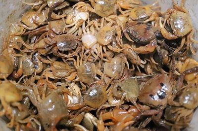 Bộ phận rất bẩn của cua, ngon mấy cũng không nên ăn