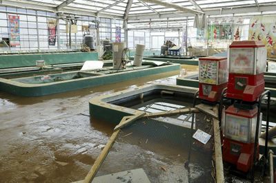 100.000 con cá Koi bị cuốn trôi sau bão ở Nhật Bản