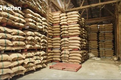 Thái Lan lên kế hoạch tăng dự trữ gạo, dầu cọ ứng phó El Niño