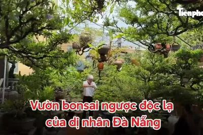 Vườn bonsai ngược độc, lạ của 'dị nhân' Đà Nẵng