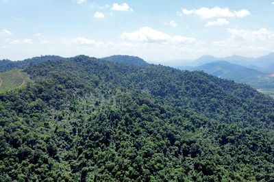 Bắc Ninh: 27 xã, phường có nguy cơ cháy rừng mức nguy hiểm
