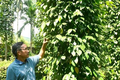 Phân quyền cấp mã số vùng trồng