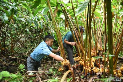 Đánh thức tiềm năng, phát triển dược liệu dưới tán rừng