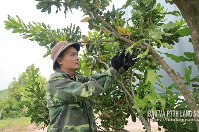 Để mắc ca vươn xa - Kỳ 1: Kết quả bước đầu