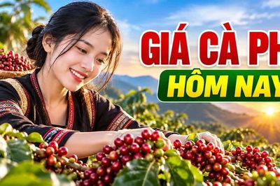 Giá cà phê hôm nay 28/9: Đi ngang trước phiên giao dịch thế giới đầu tuần