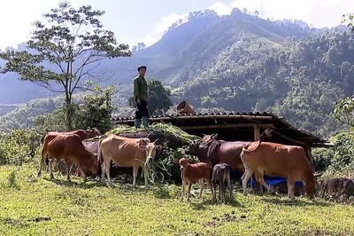Trạm Tấu: Giảm nghèo từ chính lợi thế của địa phương