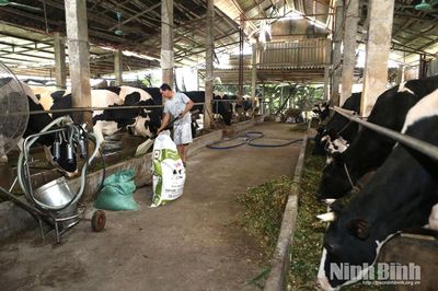 Phường Duy Tân: khai thác hiệu quả vùng đất bãi ven sông Hồng