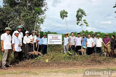 Triển vọng từ giống sắn kháng bệnh khảm lá