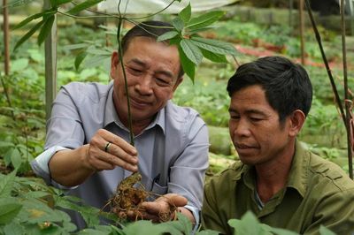 Sâm Lai Châu bén rễ vùng biên, mở hướng sinh kế mới cho người dân