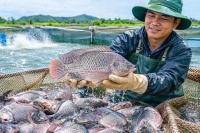 Cá rô phi Việt Nam được lòng thị trường Brazil
