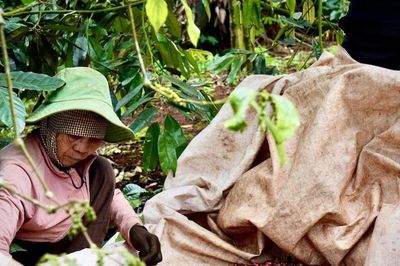 Cà phê Bờ Ngoong vào chuỗi giá trị: HTX mở đường ra 'biển lớn'