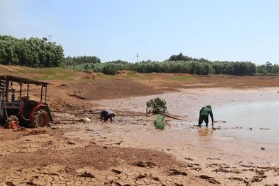 El Niño rất mạnh: Duyên hải Nam Trung Bộ, Tây Nguyên và Nam Bộ đối mặt nguy cơ thiếu nước