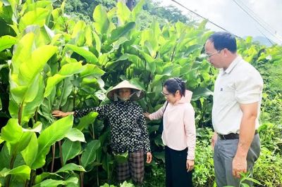 Từng bước hình thành chuỗi sản xuất - chế biến - tiêu thụ bền vững cây dong riềng