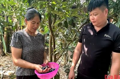 Minh Tâm phát triển, duy trì 56 ha trám đen