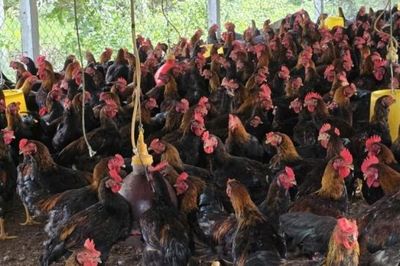 Chăn nuôi đúng quy định để bảo vệ môi trường và sức khỏe cộng đồng