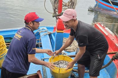 Trúng đậm cá cơm trái vụ, ngư dân Quảng Ngãi 'bỏ túi' bạc triệu mỗi ngày
