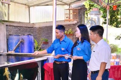 Mê cá Koi, dựng nghiệp trên quê hương
