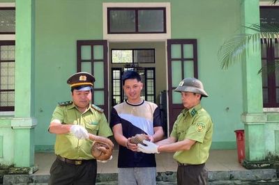 Người dân Huế giao nộp cùng lúc 2 cá thể động vật quý hiếm