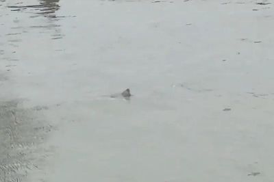Cá mập bơi trên đường phố giữa trận lũ ở Mỹ