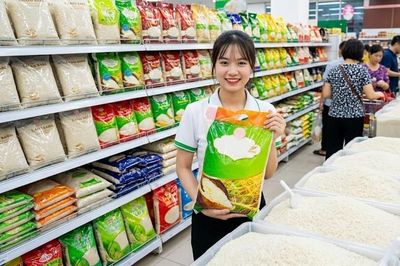 Giá lúa gạo hôm nay 29.9.2026: CL 555 giữ giá, xuất khẩu chịu sức ép