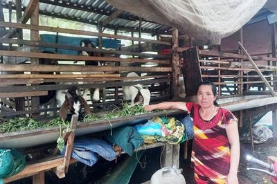 An Giang: Gương phụ nữ khởi nghiệp từ mô hình nuôi dê sinh sản và thương phẩm
