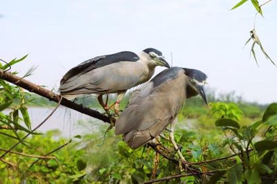 Hà Tĩnh còn đó... đất lành