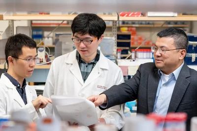 Tìm ra gene làm suy kiệt tế bào T, mở hướng mới điều trị ung thư