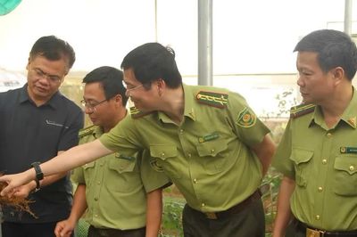 Khu bảo tồn thiên nhiên Mường La phát triển cây dược liệu dưới tán rừng