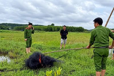 Tấn công 'ma trận' bẫy chim trên những cánh đồng Quảng Trị