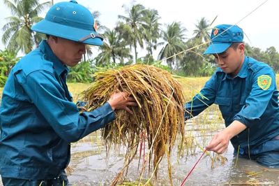 Dân quân địa phương lội nước cùng dân gặt lúa chạy ngập