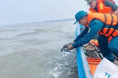 Thả cá thể vích quý hiếm về môi trường tự nhiên