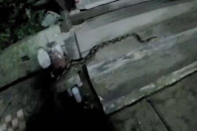 Bắt sống con trăn khổng lồ dài 3 mét bò vào nhà dân