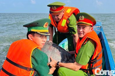 Thả cá thể vích nặng 70kg về biển