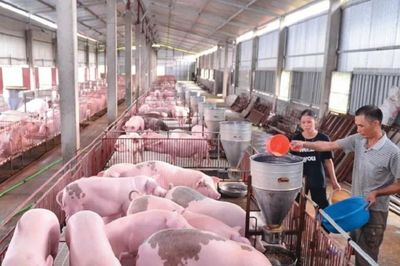 Giá thức ăn chăn nuôi tăng, giá lợn hơi liên tục sụt giảm: Người nuôi chịu 'sức ép kép'