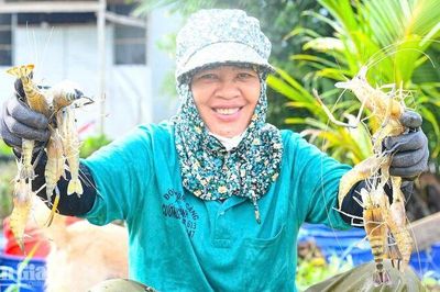 Nông dân Vĩnh Bình lợi nhuận khá khi nuôi tôm càng xanh toàn đực