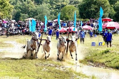 Sẵn sàng cho ngày hội đua bò Bảy Núi