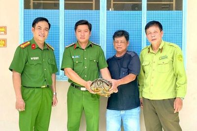 Người dân Tri Tôn giao nộp cá thể rùa răng quý hiếm