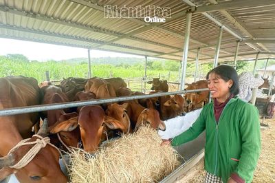 Tạo sinh kế từ đàn bò sinh sản