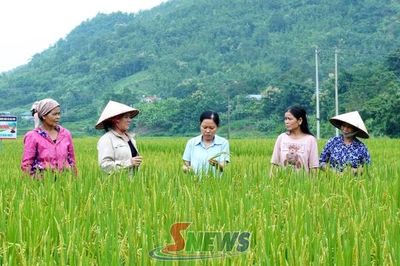 Gia Phù hướng tới sản xuất lúa hữu cơ
