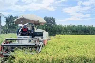 Quy định mới về kinh doanh xuất khẩu, nhập khẩu gạo