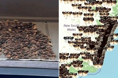 Sau 1 đêm, hàng trăm nghìn sinh vật lạ này đã 'xâm chiếm' thành phố, nguyên nhân phía sau khiến ai cũng ngỡ ngàng