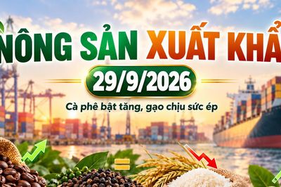Nông sản xuất khẩu 29/9: Cà phê bật tăng, gạo chịu sức ép