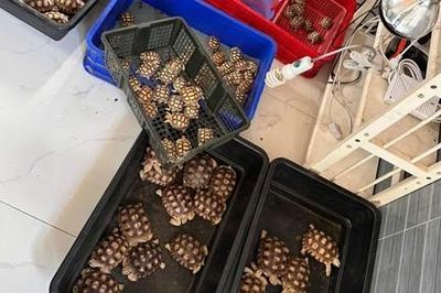 Truy quét tội phạm buôn bán trái phép động vật, thực vật hoang dã