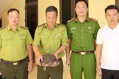 Bắt được rùa quý hiếm nặng 7kg ở bờ đê