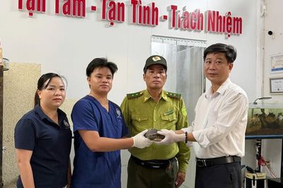 Người dân Huế giao nộp rùa đất Sê-pôn quý hiếm nặng 1,1kg